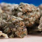 Medical Cannabis and the Conditions it Treats